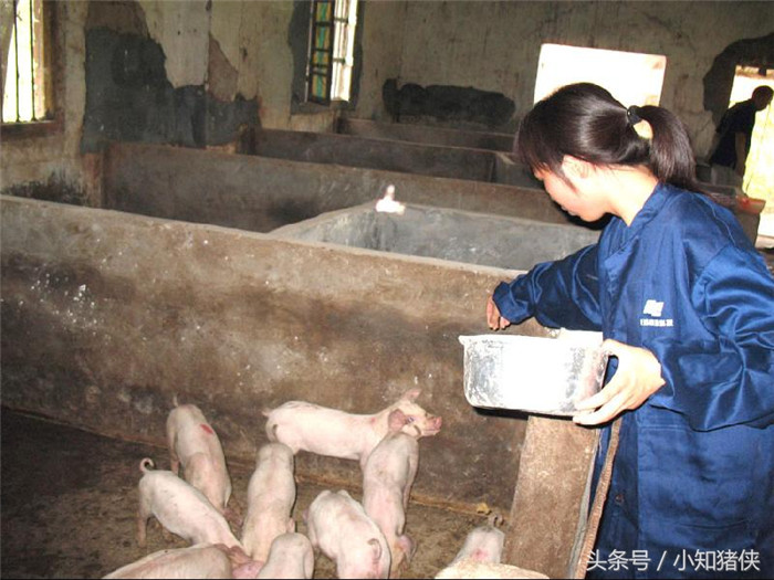 猪发病后，要仔细观察，尽量弄清病因，以便对症下药；如果反复多次使用地塞米松会埋下隐患。 