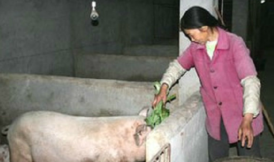 想养猪的朋友过来看看了，教你怎么挑选好的种猪！