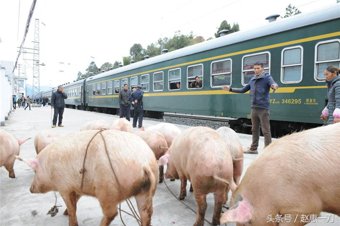 在四川凉山，沙马拉达火车站月台上，一群肥猪在等待上火车。在普雄镇与攀枝花之间，有一趟绿皮火车开行了47年。 