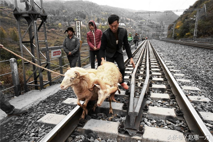 人们赶着猪羊从彝寨走来，要去乡场上变卖。 