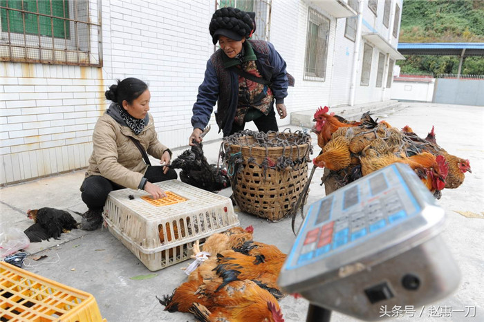 下了火车，木色五染就把鸡全部卖给了站台上的鸡贩子，虽然少赚了几元钱，却省得去乡场上在寒风中等待买主遭罪。 