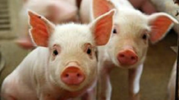 给猪打青霉素还有这么多要注意的地方？还不知道的你亏大了！