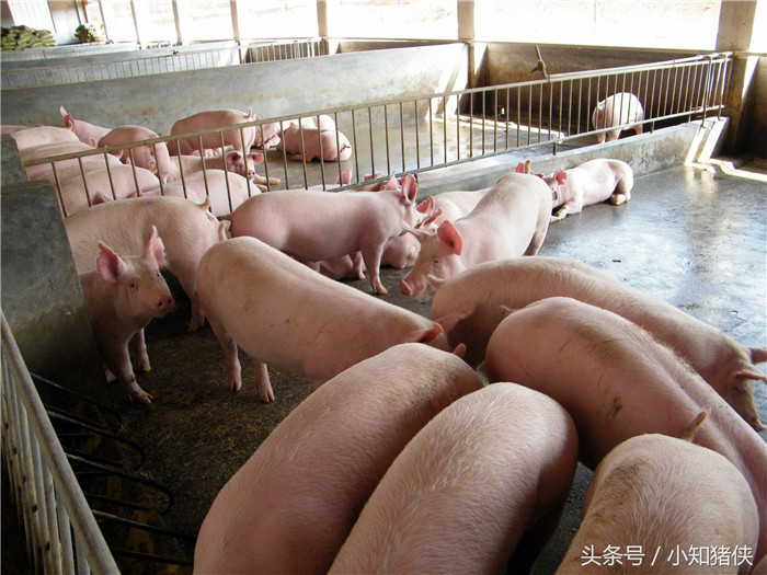 看猪给料，饲喂时观察，有先吃完的说明料少，应适当添加。 