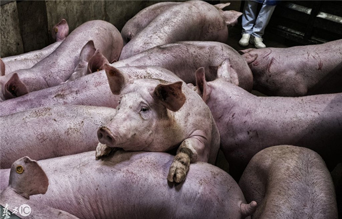 这一头头肥猪都是比利时养猪场的杰作。 