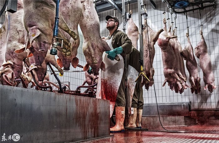 比利时屠宰场不仅实现了养猪屠宰一条龙，而且实现70%的自动化，图为比利时自动化屠宰， 