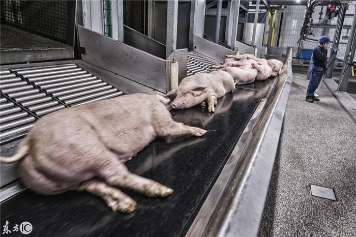 以为有猪圈就算会养猪？图解比利时屠宰场养猪高端操作 