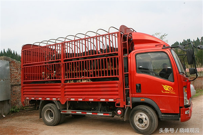 购买生猪客户的车辆直接开到猪场外装运生猪。 