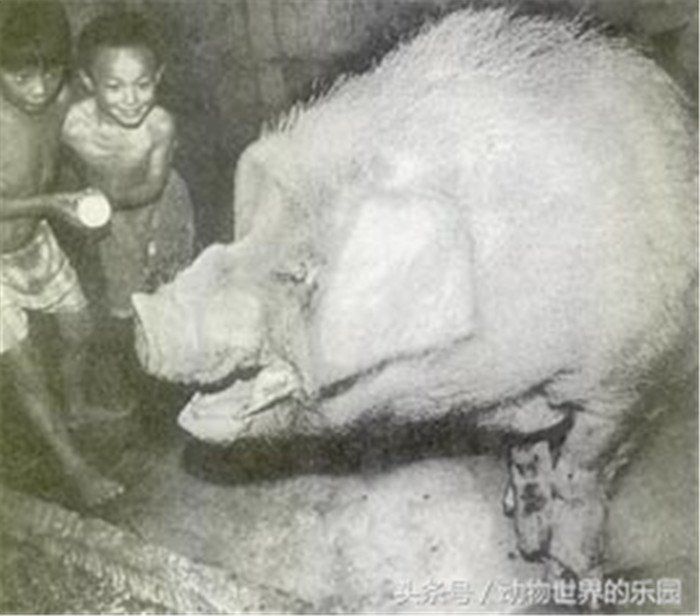 在四川有头巨猪，被封为“猪王”，猪王重量达到1500多斤，毛色雪白，通体似圆柱、耳朵犹如两把蒲扇、四肢粗如水桶、嘴牙似牛角、体长约1.5米。 