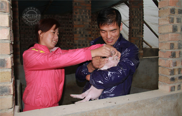 杨旭平与妻子正在为患病的猪仔喂药。 