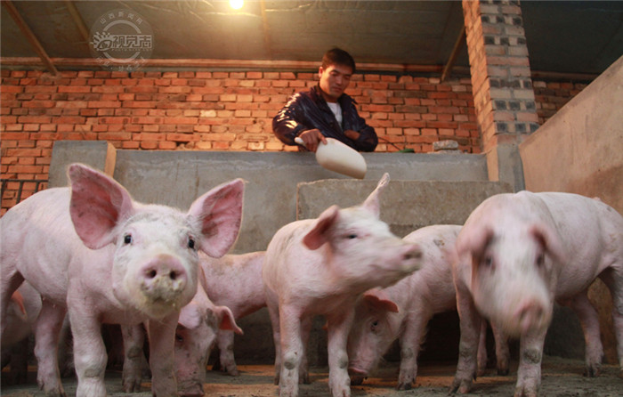 杨旭平用自己精心调配好的饲料，按时按量的喂养小猪。 