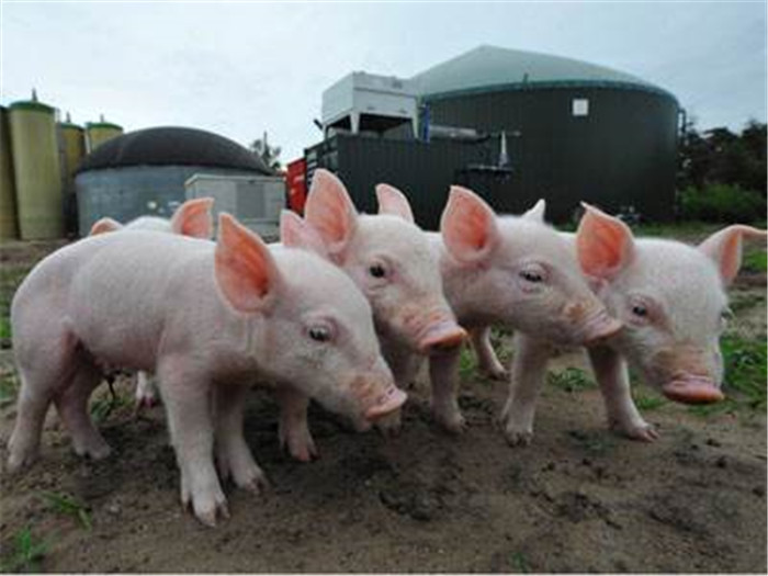 猪粪可以发酵产生沼气，可以发电，供热等等，沼渣可以做有机肥料，又可以卖一笔钱。 