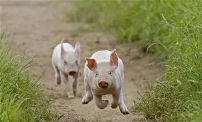 曾经在美国召开的全国农场展览会上，举行过一场别开生面的跑猪比赛。裁判员一声令下，那些戴着标号的猪就你追我赶地跑了起来，快到终点时，它们还会做最后冲刺。 