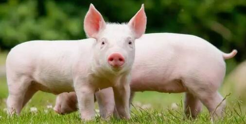 2018年养猪业重磅推荐:猪场有了它,小散也能撑