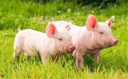 全国猪价上涨，养猪户们应该做好出栏准备了！