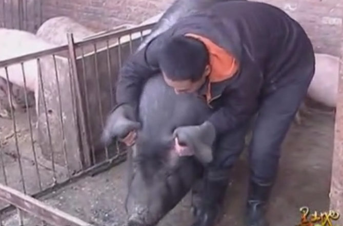 农村门外汉“研究出”养猪新方法，直接养殖出1000斤大猪！