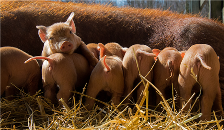 适重猪逐步出栏，养殖户需警惕1月猪价回落