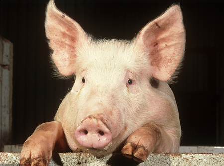 猪价刷新近一年新高，今年这几个大涨时间点养殖户要注意