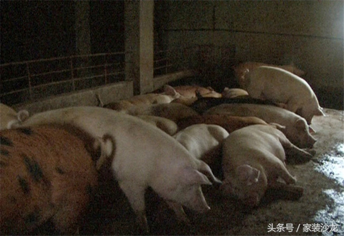 猪猪晚上睡觉非常香 