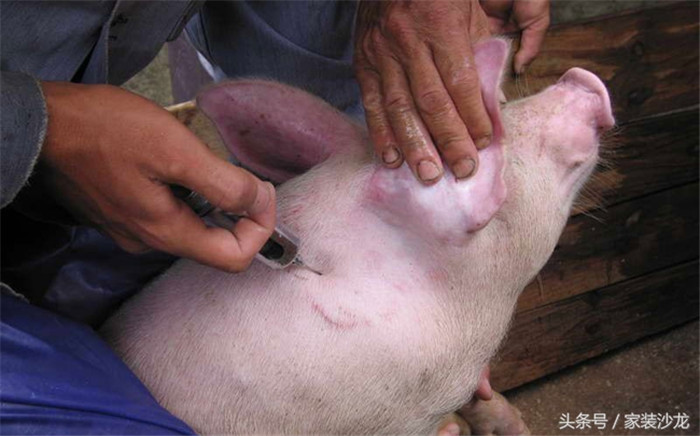 刚出生不久的小猪要给他打疫苗，免得生病 