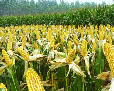 优质玉米价格涨至9毛/斤,降雪恐将再促玉米上涨
