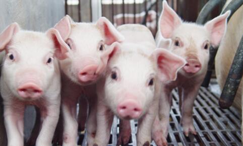 猪价持续暴涨，今日25省份保持涨势！养猪人放心过年！