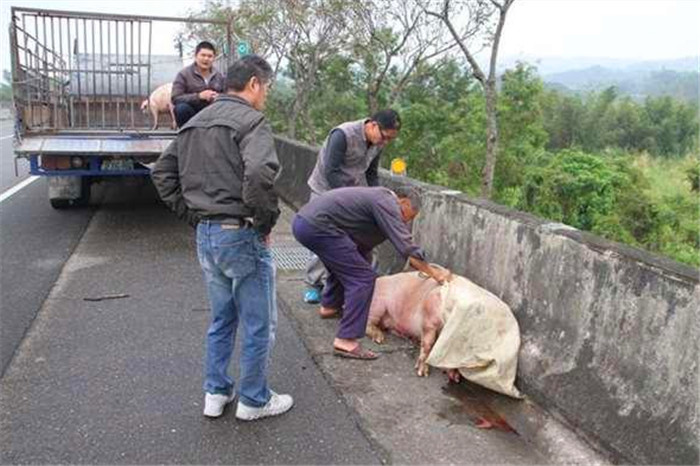警察调查得知，这些猪是老王自家养猪场的，他想把这些猪卖给屠宰场然后放到肉品市场拍卖，但是由于车上的防护措施不到位，才使这些肥猪钻了空子，直接从车上跳了下来。 