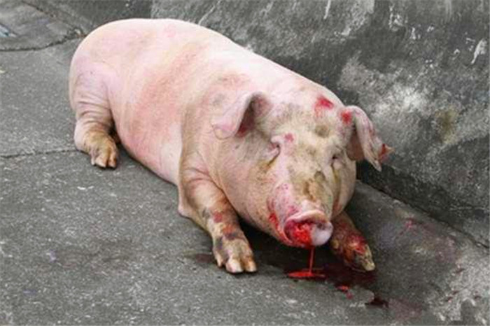 这只猪跳下来后，显然受伤不轻，它伤痕累累甚至一直口吐鲜血，它满身的伤痕让人看了着实不忍。 