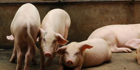 全国猪价以小幅上涨为主 预计节前肉价回落空间有限