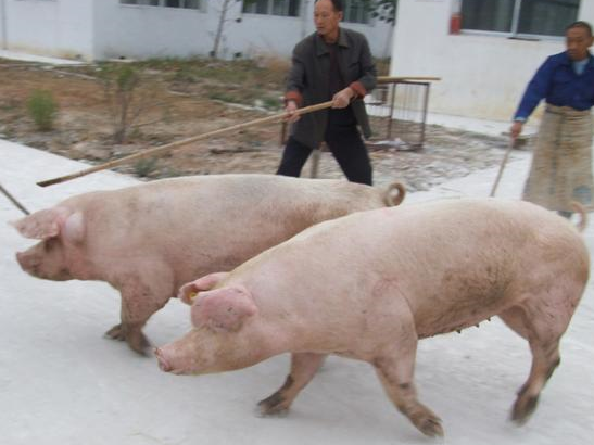 养猪场如何选择种猪？