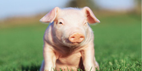 养猪补贴有所调整 ？金额和申请流程您得知道！