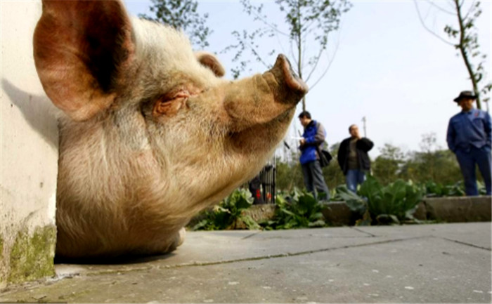 2008年12月26日，成都市大邑县安仁镇建川博物馆，大地震中幸存的明星动物猪坚强荣获网友十大喜欢动物称号。 