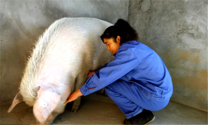 住在建川博物馆专门为他修建的别墅里，不但有饲料厂提供专门饲料及保健医生，就连贴身饲养员就有两名。经过过大半年的恢复，猪坚强从100多斤开始慢慢慢恢复。 