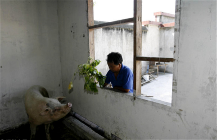 后来原主人养不起，建川博物馆馆长樊建川就用3008元将这头猪买了下来，并给他取了小名“36娃儿”，大名“猪坚强”。建川博物馆还捐了1万元资助猪主人家恢复生产生活。 