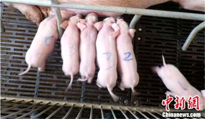 2011年9月，深圳华大基因惠州动物实验基地的白色平房内，六只活泼可爱的克隆“小猪坚强”相继诞生，六只小猪眉间都遗传了供体“猪坚强”“爸爸”的黑色胎记。 由于猪坚强在地震中失去了生育能力，为了延续“猪坚强”的优质遗传基因，华大基因惠州动物实验基地特意采集了它的基因，用一种特别方式让其生命得以延续。 