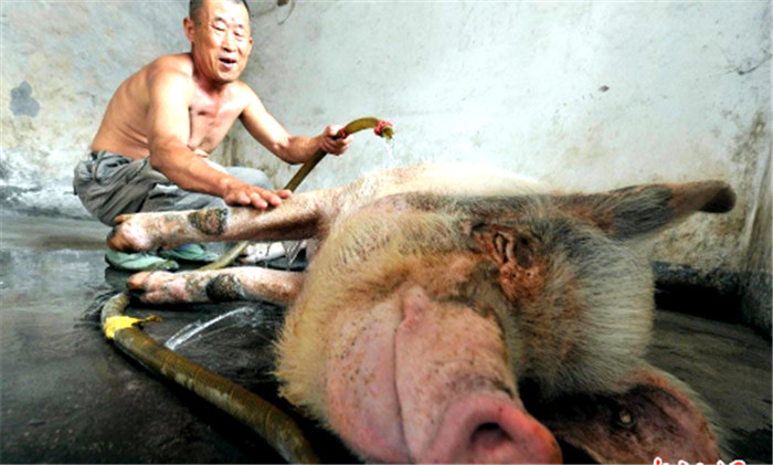 2011年5月，“猪坚强”为腿部后遗伤病动过手术后，在专设的动物医疗所度过休养半年的病假生活。那时的“猪坚强”已长到四百多斤重，每天都要散步减肥。在“5.12汶川大地震”三周年纪念期间，它还亲密的和民众互动。 