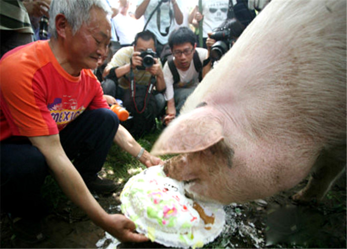 2010年6月17日，建川博物馆为“猪坚强”办了新生两周年庆典。“猪坚强”洗了澡，穿上了新衣服，引来众多游客围观。原主人万兴明夫妇和救命恩人部队官兵也赶来一起为“猪坚强”唱起生日快乐歌。第一次吃生日蛋糕，“猪坚强”胃口很好，3分钟就吃完了。 