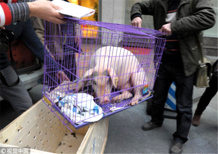 2011年11月18日，四川省成都市，两只克隆小“猪坚强”从深圳运抵成都，两只小猪眼睛上的花色和“猪坚强”简直一模一样。此时“小猪坚强”已经生长了78天，体重约二十多公斤，健康状况良好。 