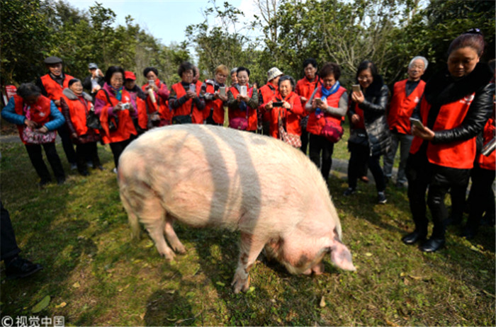 2017年3月7日，四川省成都市大邑建川博物馆，“猪坚强”每天大部分时间都在自己的一室一厅的房子中睡觉。此时的猪坚强已是九岁半的高龄，相当于人类的70岁左右，每天下午4点会外出溜达一次，大小便也在自己专属的树林。之前有传言猪坚强已死，一名杭州的女孩专门打飞的到四川求证 