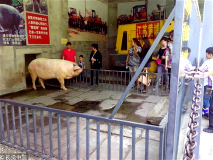 2013年5月11日，在四川大邑县建川博物馆，“猪坚强”在它的“别墅”里悠闲地休息，接受游客们对它的“生日祝福”。到2012年初，由于生活条件优越，好吃喜睡的猪坚强体重飙升近200公斤，健康状况不佳。博物馆专门为它制定瘦身减肥计划，多促动户外活动，每日减少饲喂次数，多投放素食，很快致其体重明显下降，体能活力增加。 