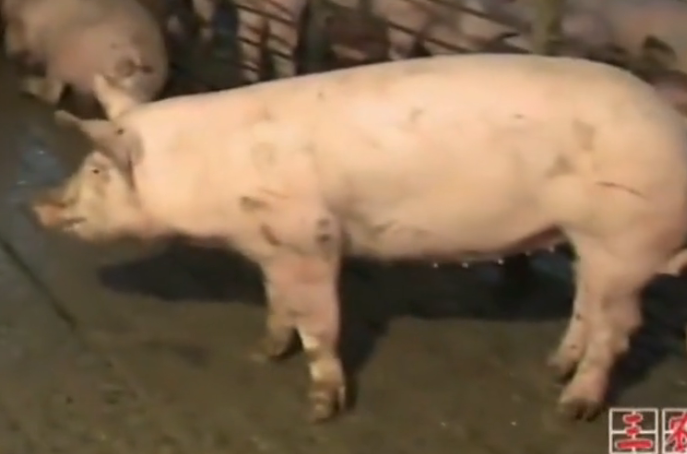 半年不清猪粪，一个养猪新手能养2000头猪，养殖的技术令人大开眼界