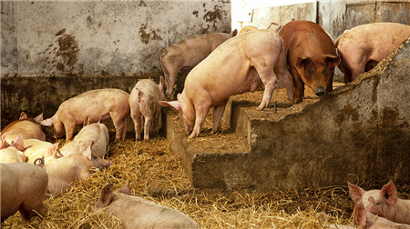 屠企压价范围进一步扩大，预计短期内猪价弱势难改