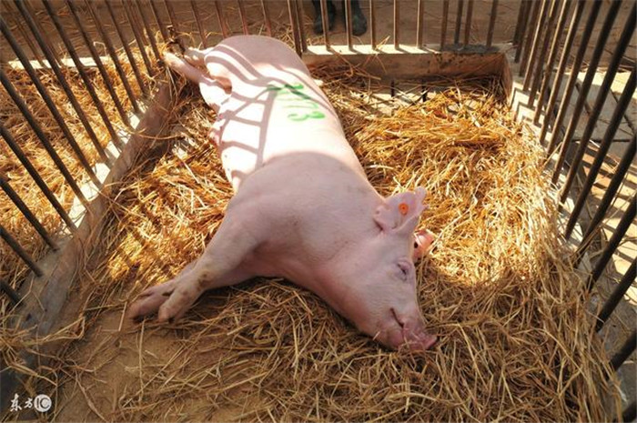 　引进的种猪有何用？可否不引进？养殖集团引进种猪后可通过与其他猪品种杂交改良，达到获得高产畜禽品种的目的。科研机构和高校用来研究疾病的防治、科学研究、营养实验等。另外，养殖业中一头公猪利用2~3年、母猪产6~8胎3~4年则淘汰，也就是每次引种的3~4年后，华系种猪若没有强势突起，养殖集团还得依靠引种保住自己“饭碗”。