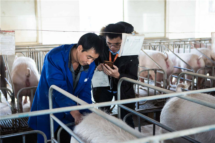 老刘正在教阿里云工程师如何分辨母猪是否适合配种，未来这一工序或许将由机器通过视频监控来自动识别。 