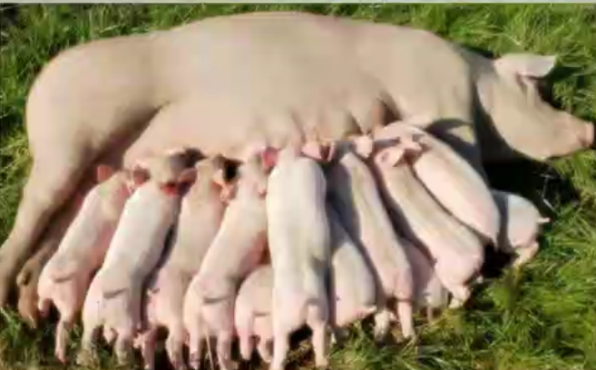 针对母猪久不发情的技巧，养猪人收藏！