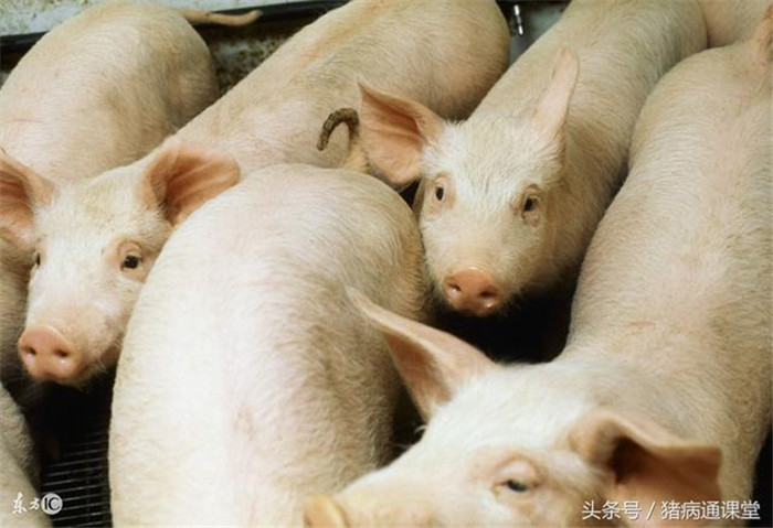 如何提高养猪场猪群的驱虫效果？
