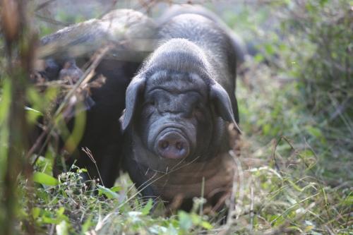 我国川西一带流传着一句俗话叫——家家都有黑毛猪。这句话中所谓的“黑毛猪”指的就是雅南黑猪。曾经在整个四川省，雅南黑猪是养殖量最大的家畜没有之一！