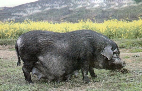 雅南猪传世2300年，基因非常强健，极少得病。在全国40多个地方猪品种基因测序中，纯度最高。虽然雅南猪是四川的地方优良猪品种，繁殖能力强，母猪奶头多，是四川四大土猪之一。但是由于雅南猪生产性能低，养殖周期长，所以被养猪业忽略了。
