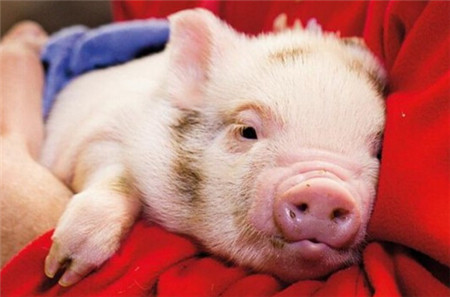 长沙绿叶保健养猪——母猪屡配不孕原因何在？