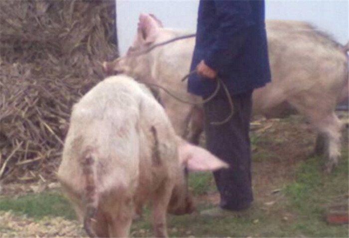 现在农村自己家里养猪的越来越少，更多的是开猪场，但是有很多也是靠着母猪下猪仔赚钱。 