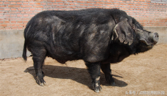 东北民猪是东北地区的一个古老的地方猪种，有大（大民猪）、中（二民猪）、小（荷包猪）三种类型。除少数边远地区农村养有少量大型和小型民猪外，群众主要饲养中型民猪。 